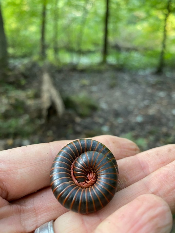 American Giant Millipede